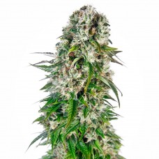 Auto Giant Bud Feminised Silver