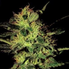 Насіння Auto Giant Bud Silver