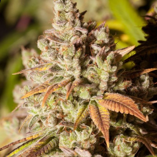 Auto Gorilla Glue #4 Feminised Silver