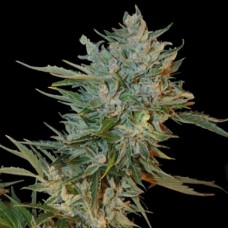 Насіння Auto Haze GOM Feminised Silver