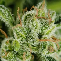 Auto Haze Silver