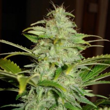 Auto Hindu Kush Feminised Silver