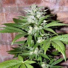 Насіння Auto Hindu Kush Silver