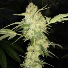 Насіння Auto Jack Herer Feminised Silver