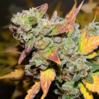 Auto King Kush Feminised Silver