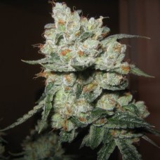 Насіння Auto Kush Feminised Silver