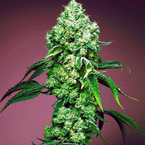Auto Mandarine Zkittlez Feminised Silver