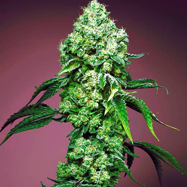 Auto Mandarine Zkittlez Feminised Silver
