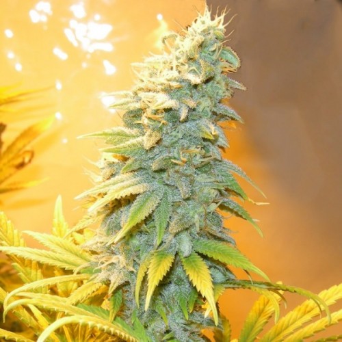 Насіння Auto Northern Blue Feminised Silver