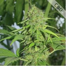 Насіння Auto CBD Northern Lights Feminised Silver