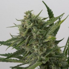 Насіння Auto CBD OG Kush Feminised Silver