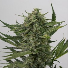 Насіння Auto OG Kush Feminised Silver