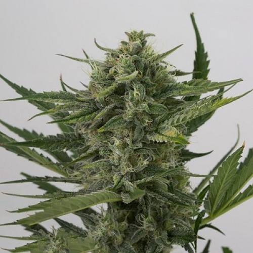 Насіння Auto OG Kush Feminised Silver