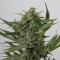 Насіння Auto OG Kush Feminised Silver