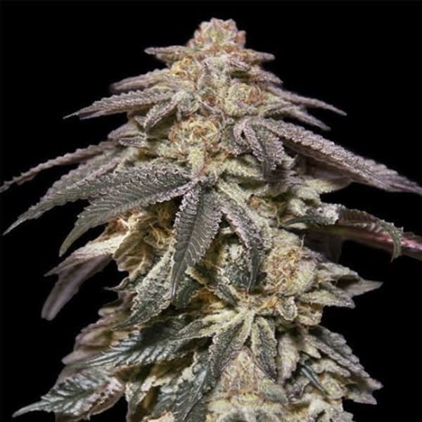 Насіння Auto Oreoz Feminised Silver