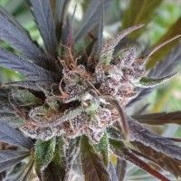 Насіння Auto Psicodelic Feminised Silver
