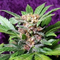 Насіння Auto Purple Ryder Silver regular