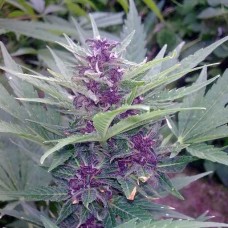 Насіння Auto Purple Widow Silver