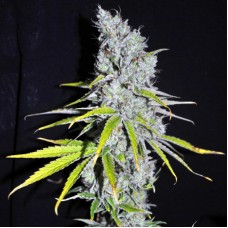 Насіння Auto Skunk Haze Feminised Silver