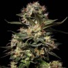 Насіння Auto Somango Feminised Silver