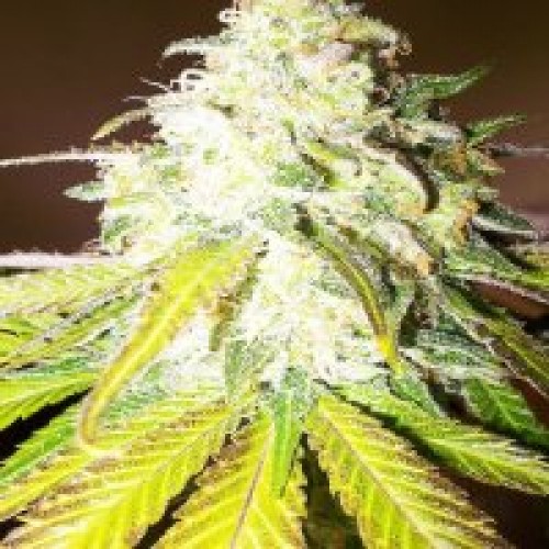 Auto Sour Diesel Haze Feminised Silver