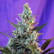 Насіння Auto Sugar Skunk Feminised Silver