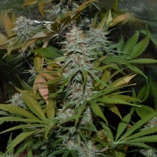 Насіння Auto White Diesel Haze Feminised Silver