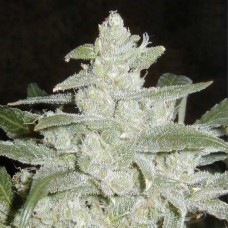 Насіння Auto White Widow Silver regular