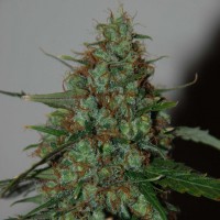Насіння Auto Wild Thailand Ryder Feminised Silver