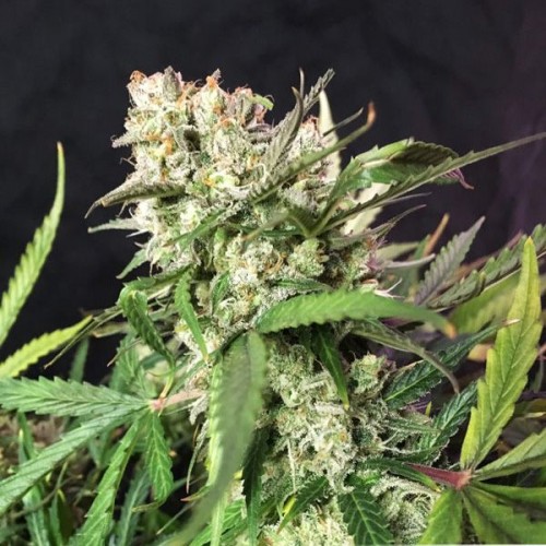 Auto Cinderella Jack Feminised Silver seeds 500 pcs