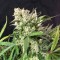 Насіння Auto Cinderella Jack Feminised Silver
