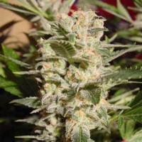 Belladonna Silver