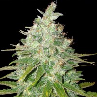 Black Domina Feminised Silver
