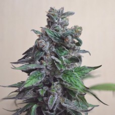 Насіння Blue Fruit x AK-47 Silver