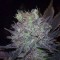 Насіння Blue Widow Feminised Silver