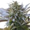 Насіння Blue Widow Feminised Silver