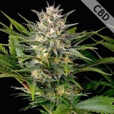 Насіння CBD Mango Haze Feminised Silver