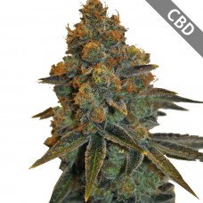 Насіння Auto CBD N.Y. Diesel Feminised Silver