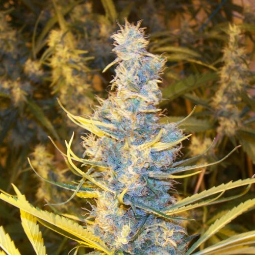 Colombian Sativa X Morocco Indica Silver