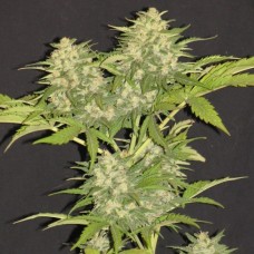 Насіння Critical Super Silver Haze Feminised Silver