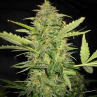 Early Skunk x AK Feminised Silver