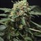 Насіння Auto Gigant Devil Feminised Silver