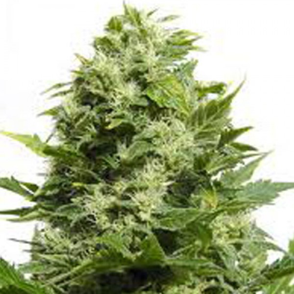 Насіння Auto Cheese Feminised Silver
