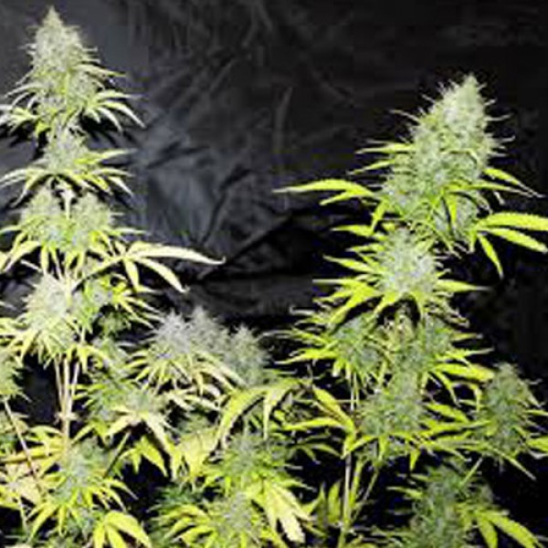 Насіння Auto Cheese Feminised Silver