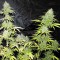 Насіння Auto Cheese Feminised Silver