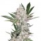 Насіння Auto Chemdawg Feminised Silver