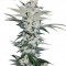 Насіння Auto Chemdawg Feminised Silver