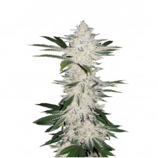 Насіння Auto Chemdawg Feminised Silver