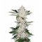Насіння Auto Chemdawg Feminised Silver