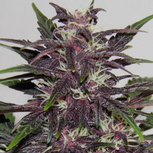 Насіння Auto Purple Kush Silver